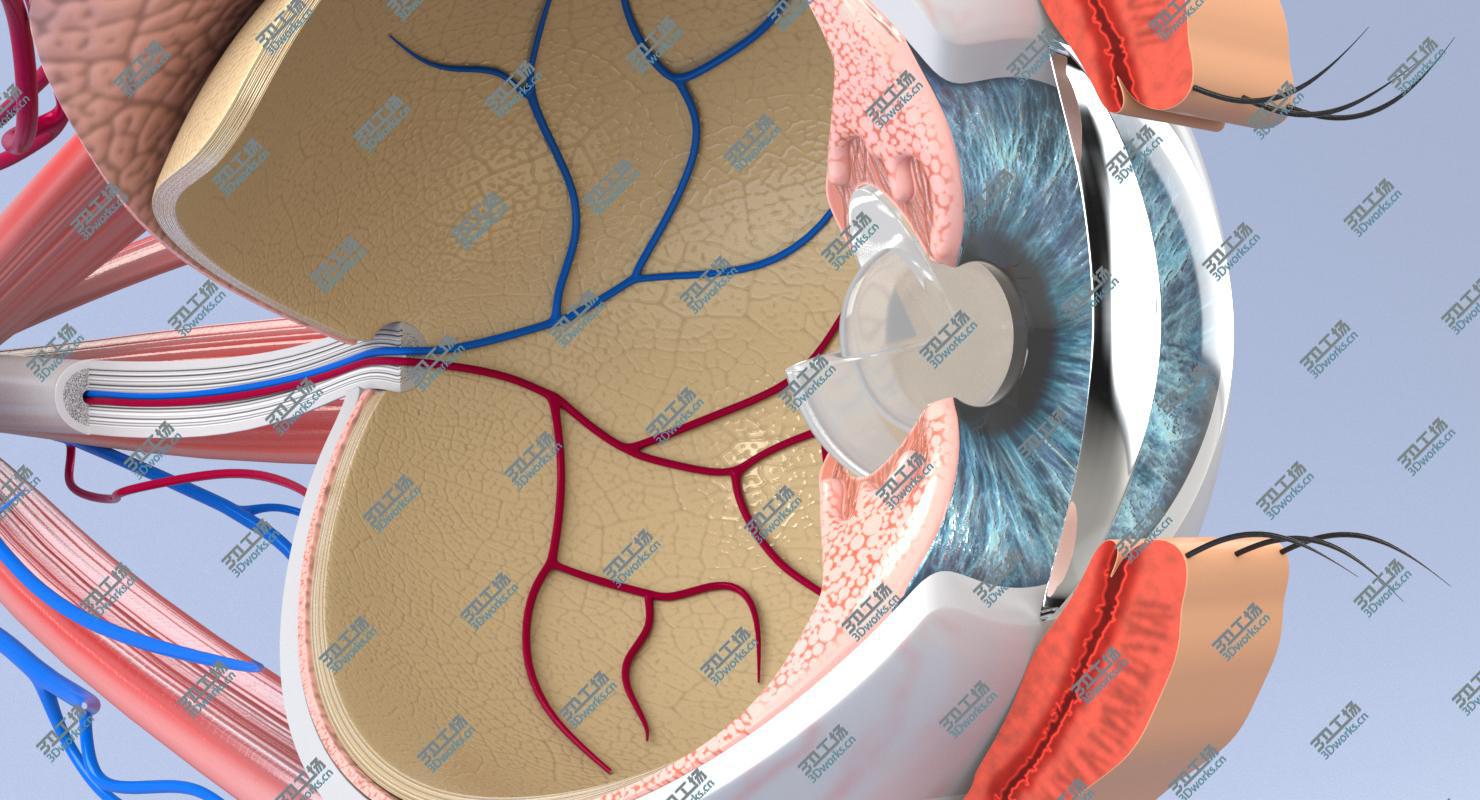 images/goods_img/20210319/3D Eye Anatomy Section/4.jpg